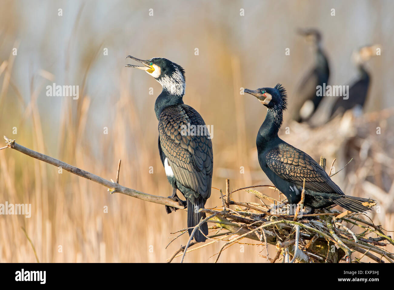 Kormorane (Phalacrocorax Carbo) am Nest, Zucht Kolonie, mittlere Elbe-Biosphärenreservat, Sachsen-Anhalt, Deutschland Stockfoto