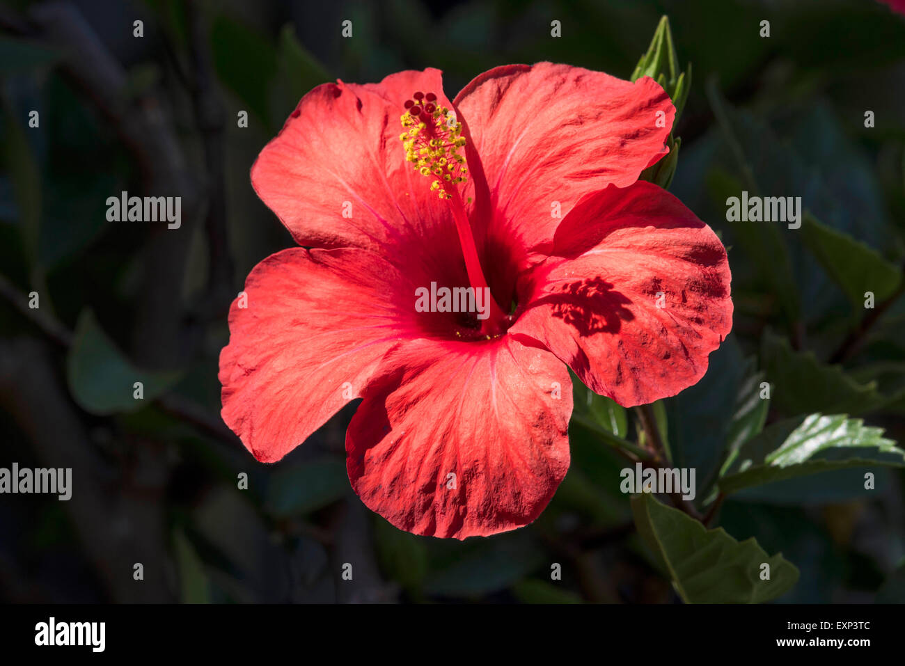 Hibiskusblüten (Hibiscus SP.), Baden-Württemberg, Deutschland Stockfoto