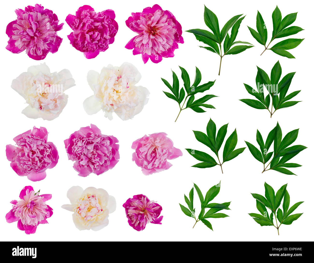 Rosa und weiße echte Pfingstrosen Blüten und Blätter der großen Satz