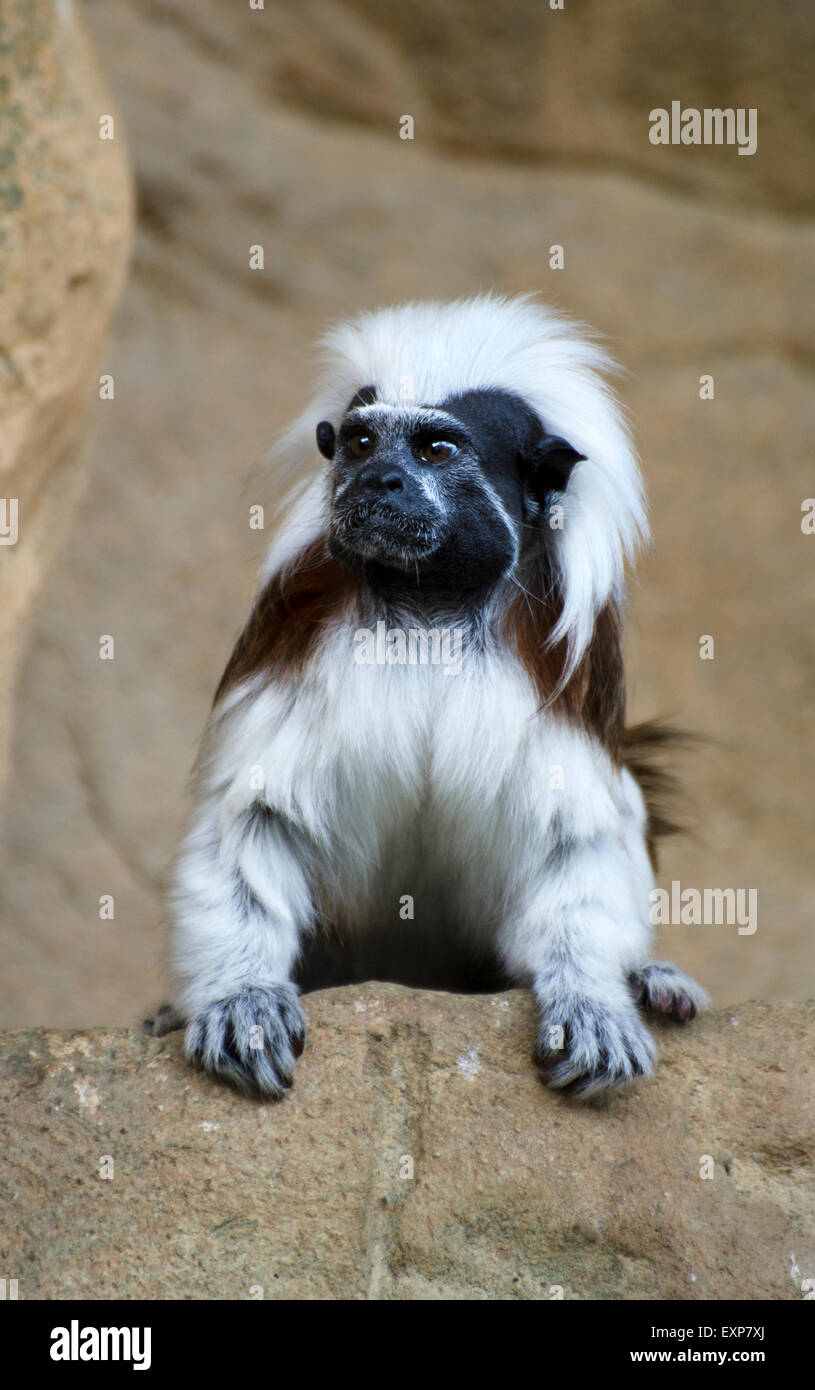 Baumwoll Top Tamarin Affe Saguinus Oedipus Haus Des Meeres Wien