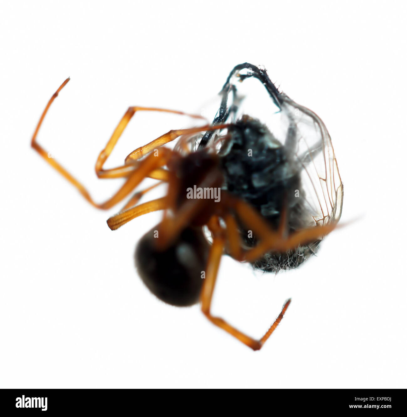 Spinne töten der Beute Stockfoto