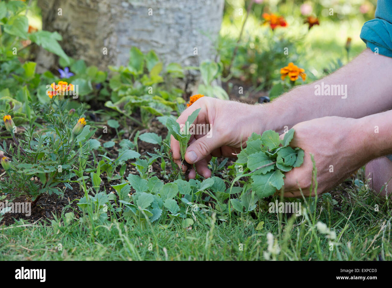 Gärtner, clearing Unkraut aus dem Garten Grenze Stockfoto