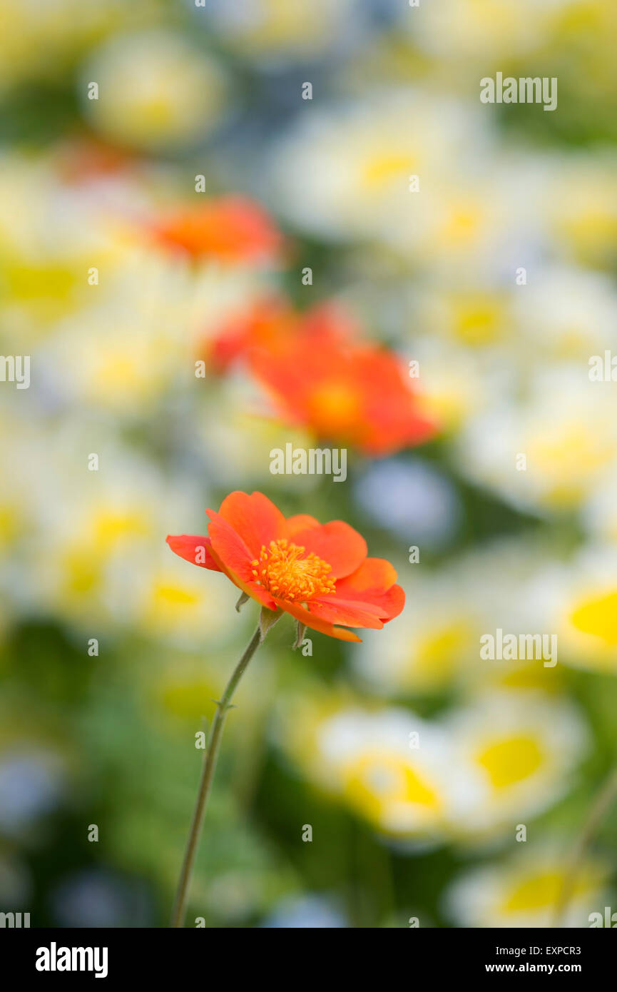 Geum Coccineum. Avens "Cooky" Blume Stockfoto