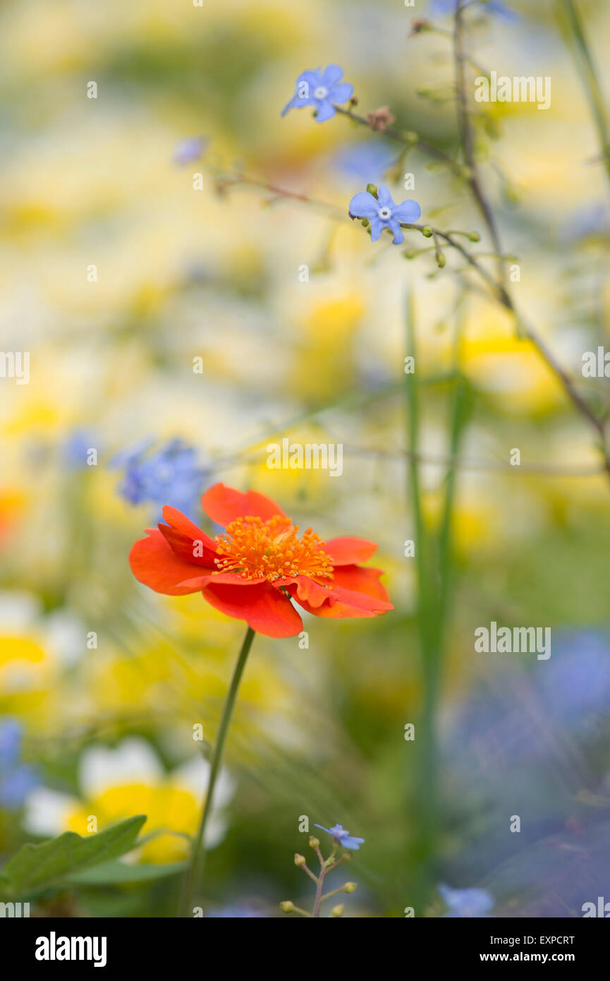 Geum Coccineum. Avens "Cooky" Blume und Vergissmeinnicht-Blumen Stockfoto