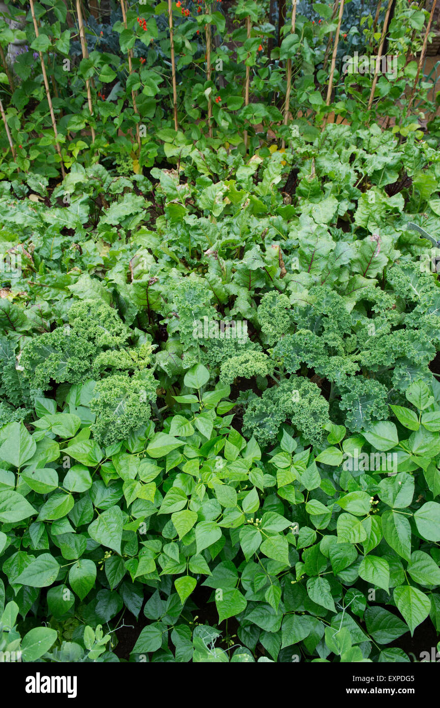 Sommergemüse-Garten in England Stockfoto