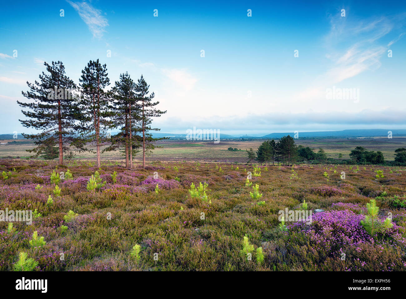 Stoborough Heath in der Nähe von Wareham in Dorset mit Blick in Richtung Corfe Castle in weiter Ferne Stockfoto