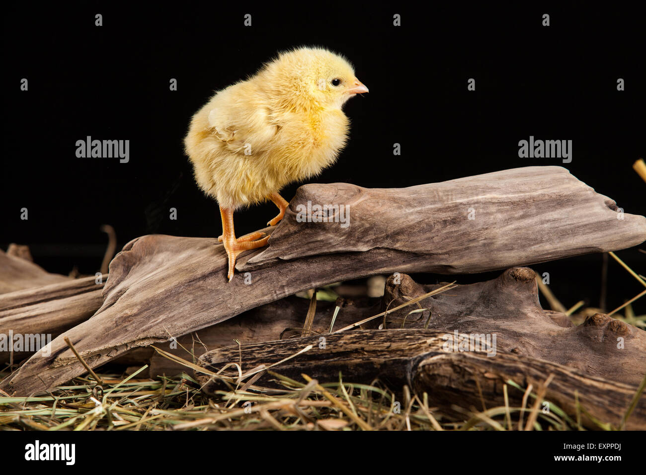 Vogel Tiere Huhn Geflügel isoliert Tiere Vögel Tiere Baby auf Schuss Studio-süße kleine Junge Farbe Hintergrund häuslicher Stockfoto