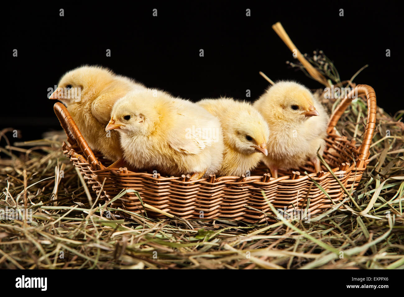 Vogel Tiere Huhn Geflügel isoliert Tiere Vögel Tiere Baby auf Schuss Studio-süße kleine Junge Farbe Hintergrund häuslicher Stockfoto