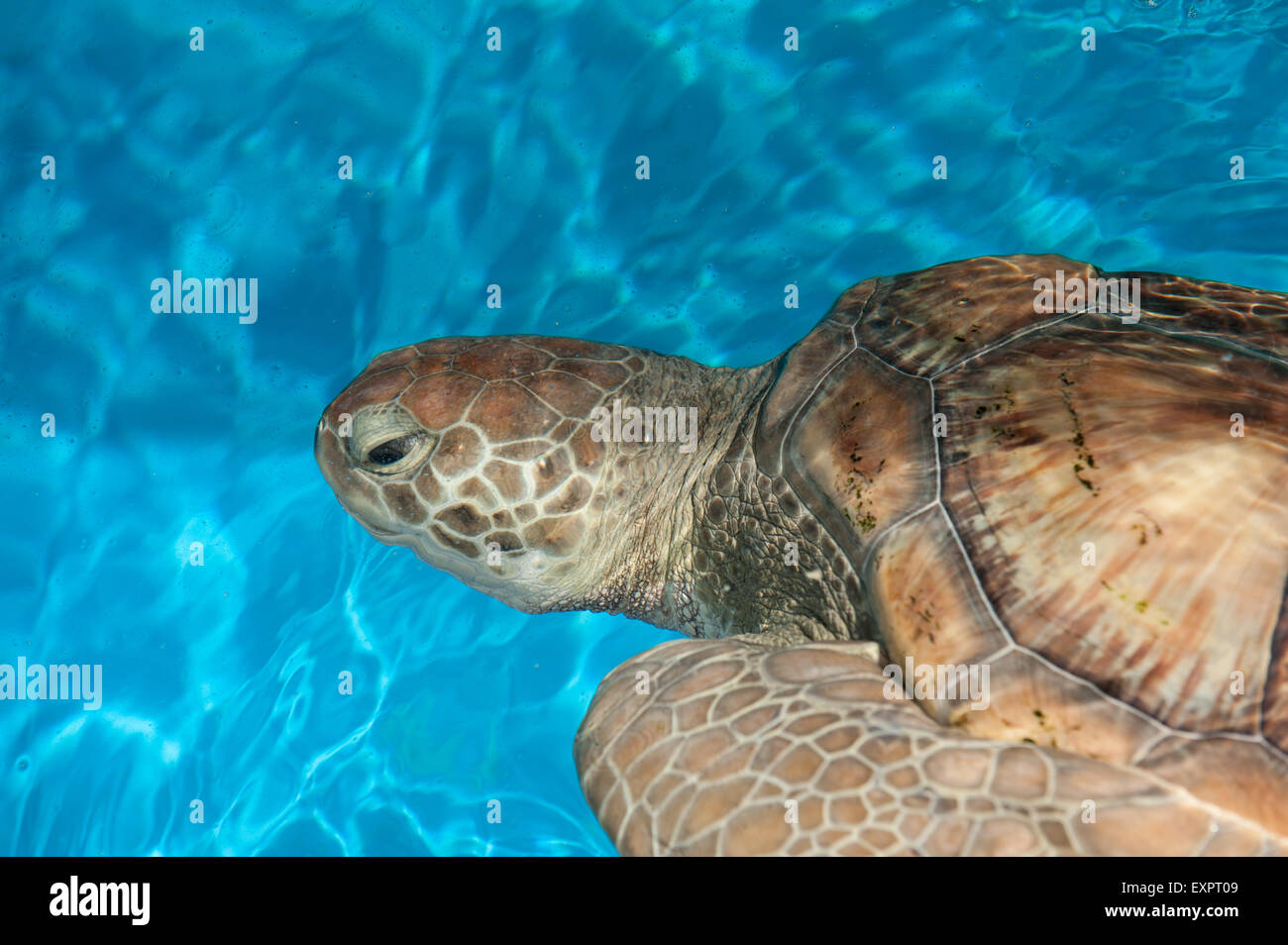 Arembepe, Bundesstaat Bahia, Brasilien. Projeto Tamar Schildkrötenprojekt. Schildkröte. Stockfoto