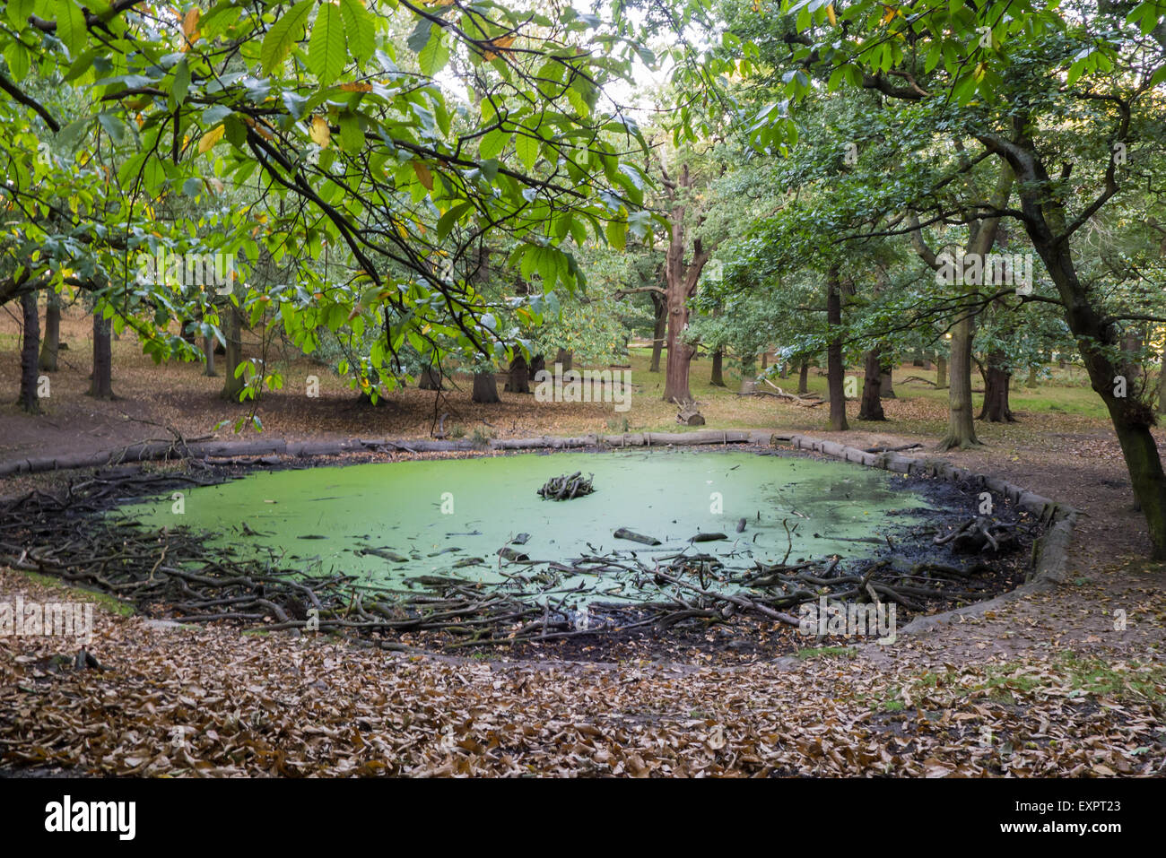 Richmond Park, London, Vereinigtes Königreich. Teich mit niedrigem Wasserstand in Grünalgen mit toten Ästen bedeckt. Stockfoto
