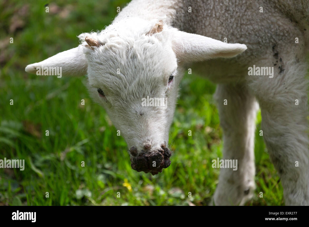 Wiltshire Horn Schafe grasen England UK Stockfoto