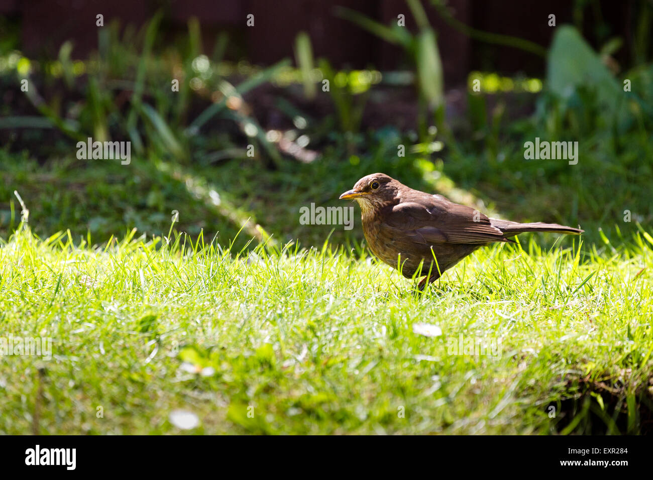 Weibliche Amsel, Turdus Merula, auf der Suche nach Nahrung Schottland UK Stockfoto