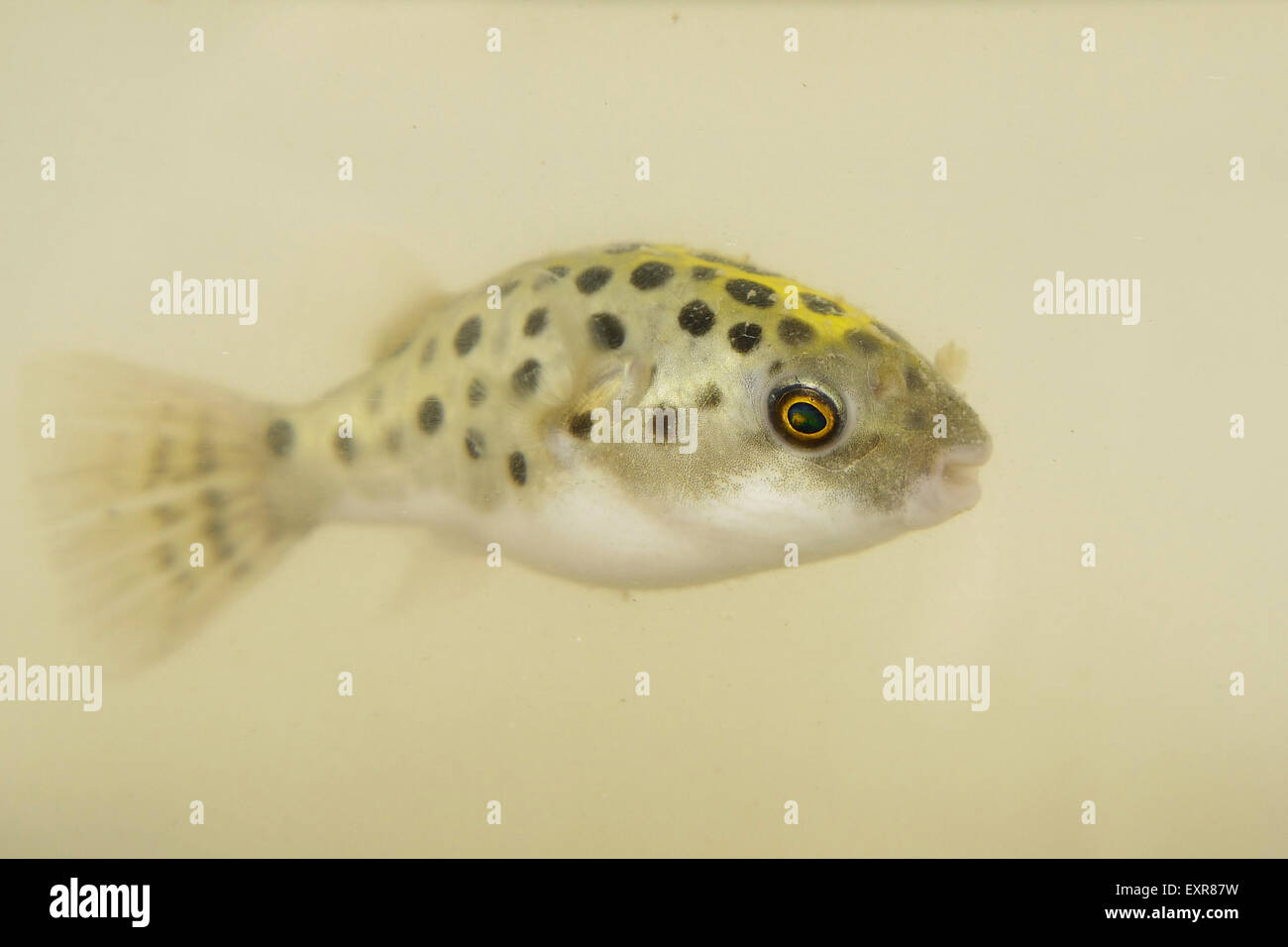 Porträt von einer grünen gefleckte Kugelfische Stockfoto