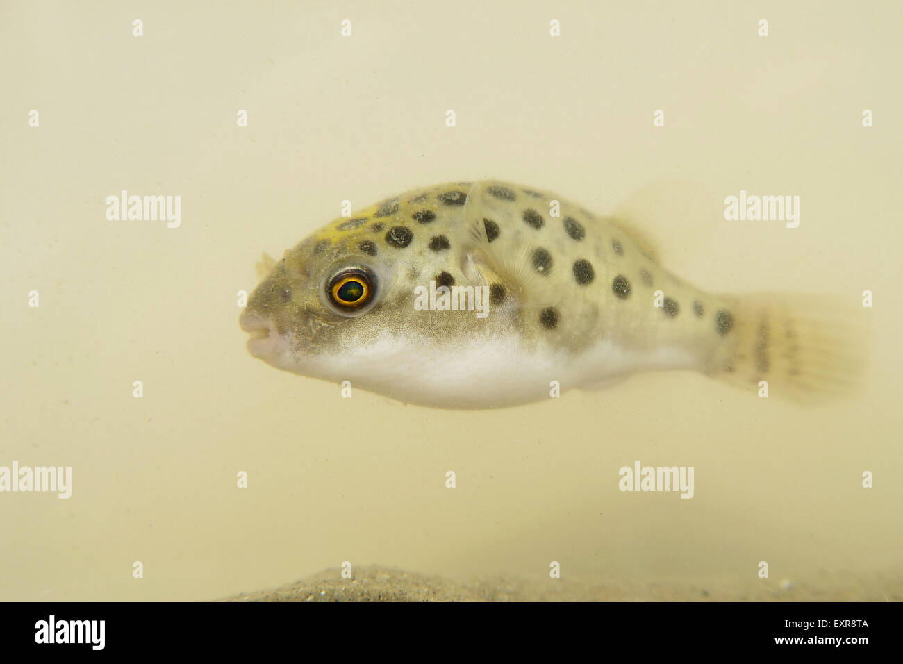 Porträt von einer grünen gefleckte Kugelfische Stockfoto