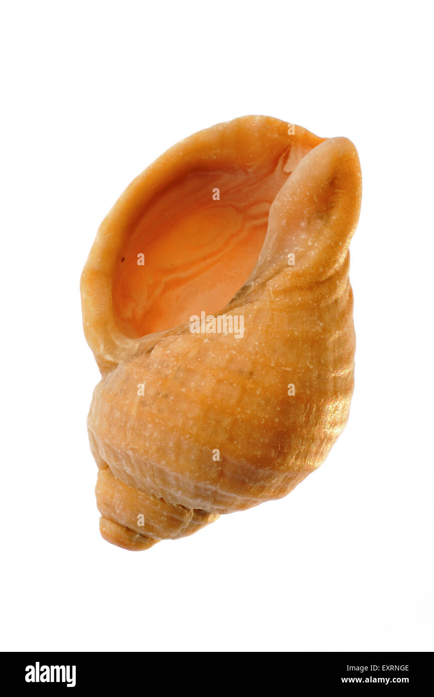 Gemeinsamen Wellhornschnecke (Buccinum Undatum) Shell auf weißem Hintergrund Stockfoto