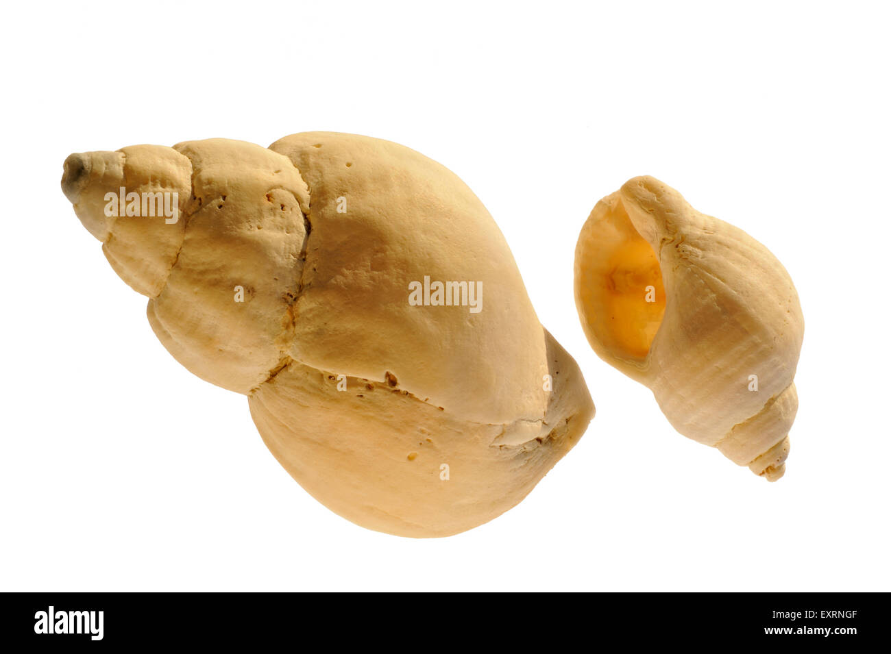 Gemeinsamen Wellhornschnecke (Buccinum Undatum) Muscheln auf weißem Hintergrund Stockfoto
