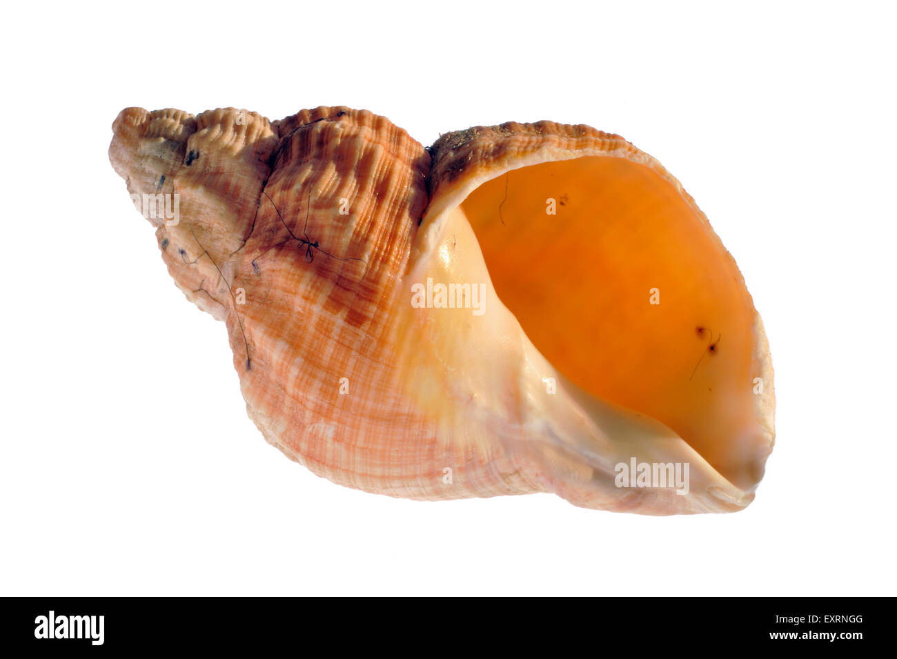 Gemeinsamen Wellhornschnecke (Buccinum Undatum) Shell auf weißem Hintergrund Stockfoto