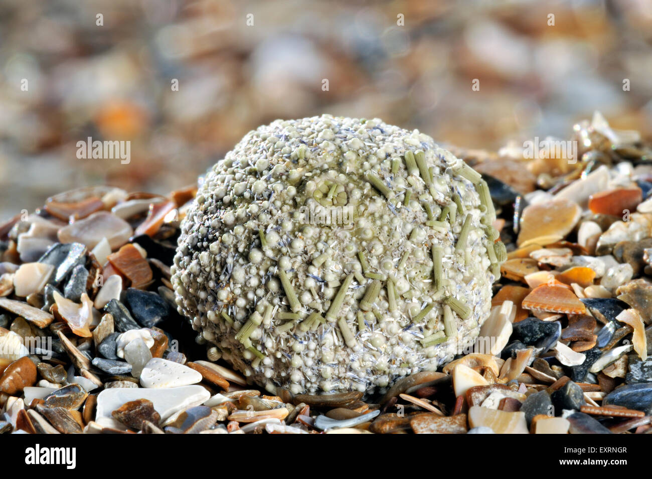 Seeigel grün / Ufer Seeigel (Psammechinus Miliaris) an Strand gespült Stockfoto