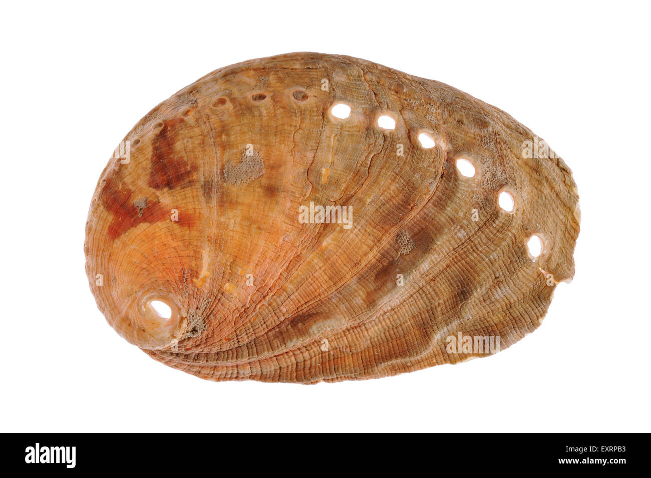Abalone / gemeinsame Brüc / Lamellose Brüc (Haliotis Lamellosa) Shell auf weißem Hintergrund Stockfoto