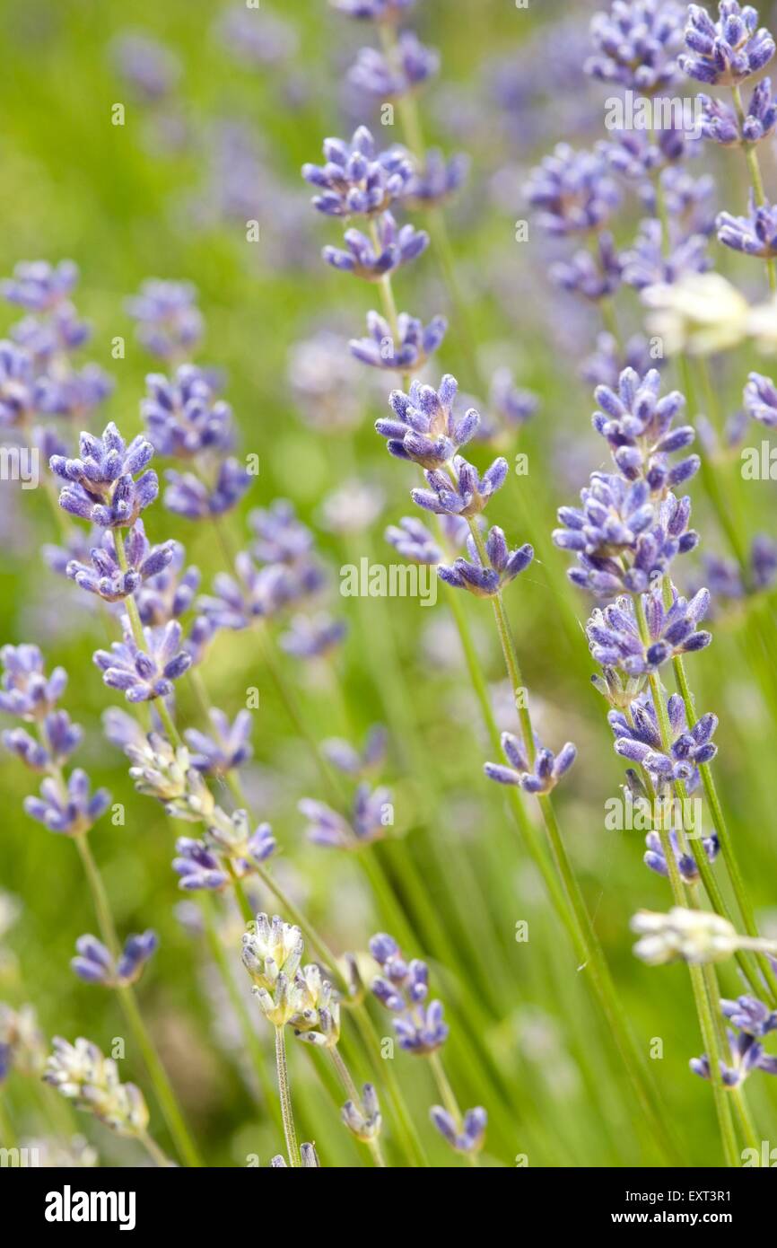 Lavandula Angustifolia (englischer Lavendel), Nahaufnahme Stockfoto