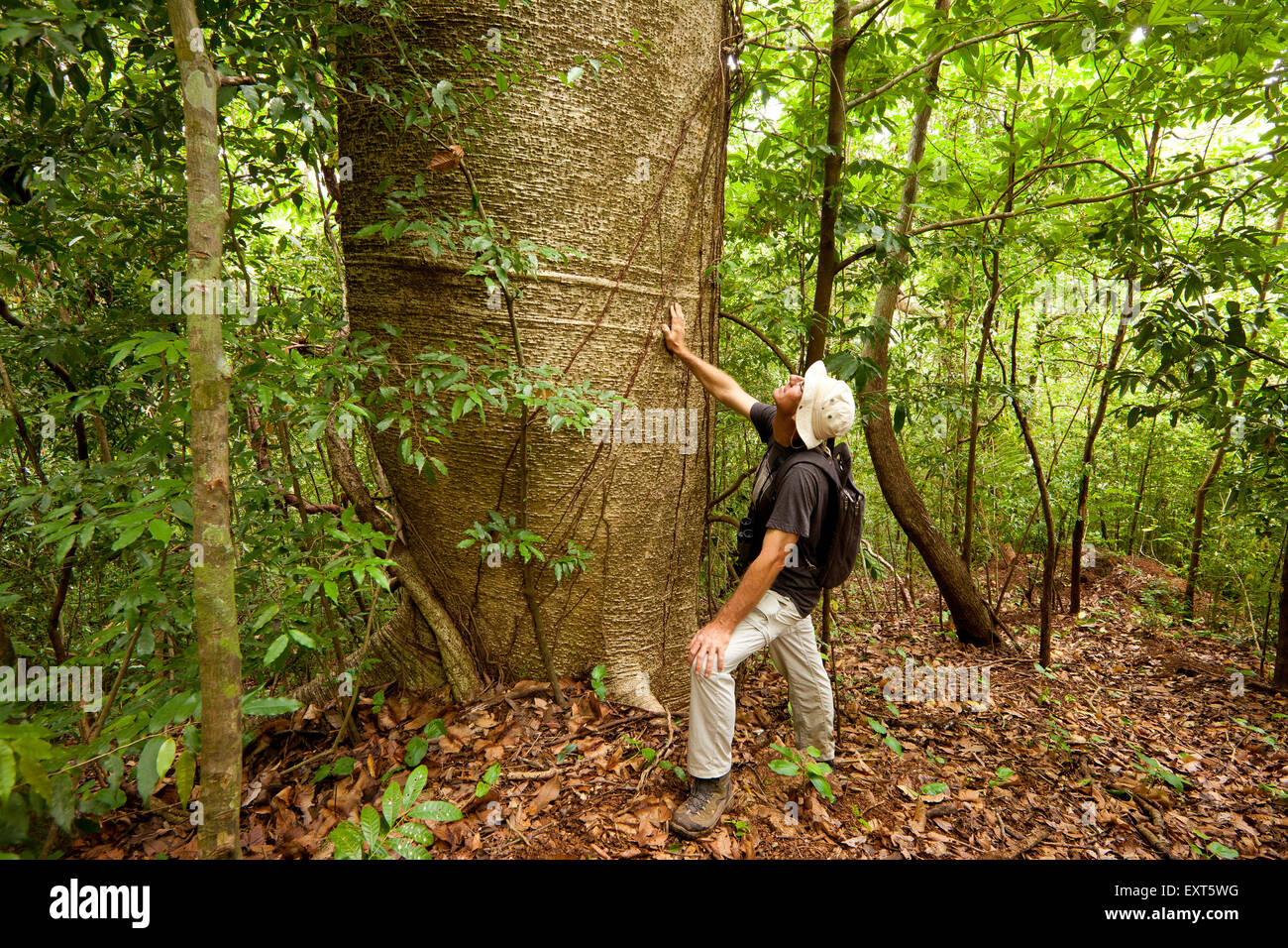 Mann neben einem großen Cuipo Baum, Cavanillesia platanifolia, im Regenwald des Cerro Hoya Nationalpark, Veraguas Provinz, Republik Panama. Stockfoto