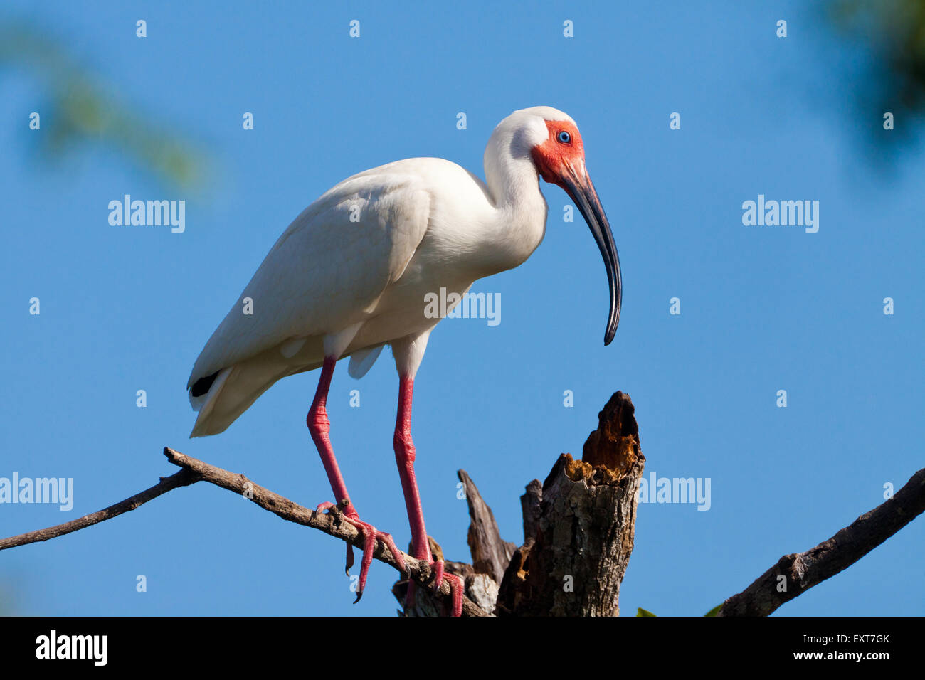 Weißes Ibis, Eudocimus Albus, bei Quebro in der Provinz Veraguas, Republik von Panama. Stockfoto