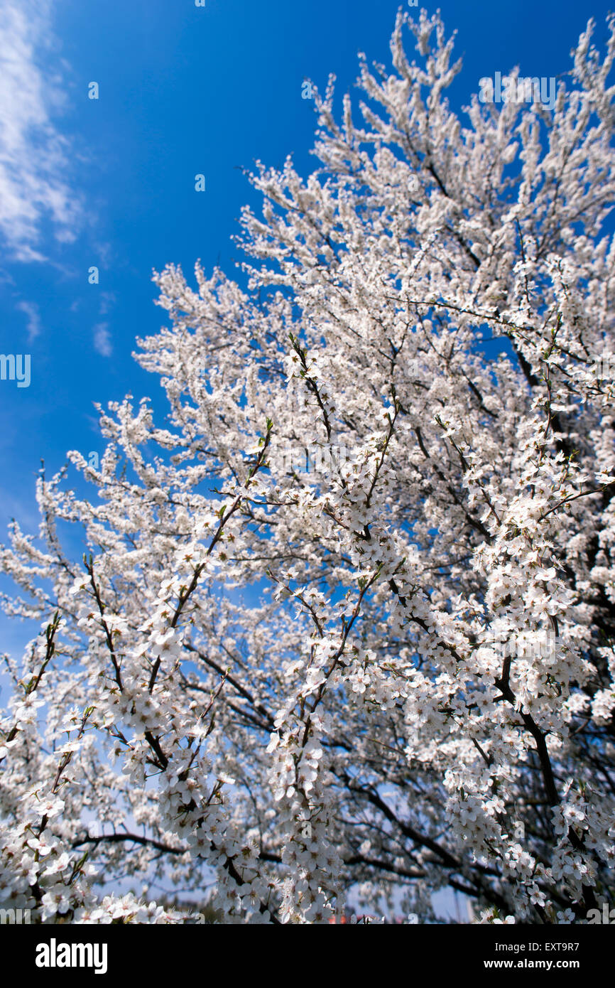 Cherry Blossom Baum von hellen, sonnigen Tag im Frühling Stockfoto
