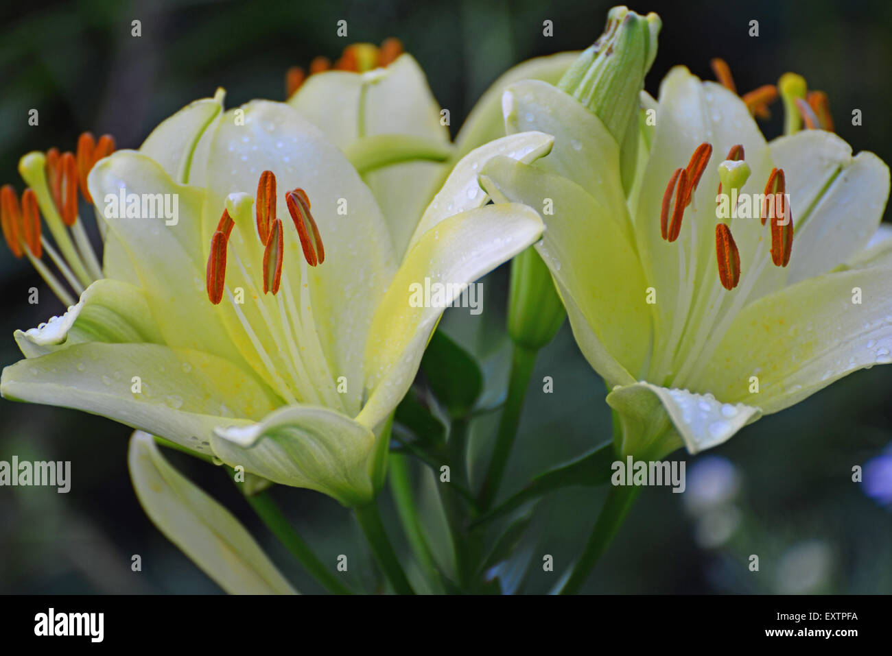 Eine schöne weiße Lilien im Garten Stockfoto