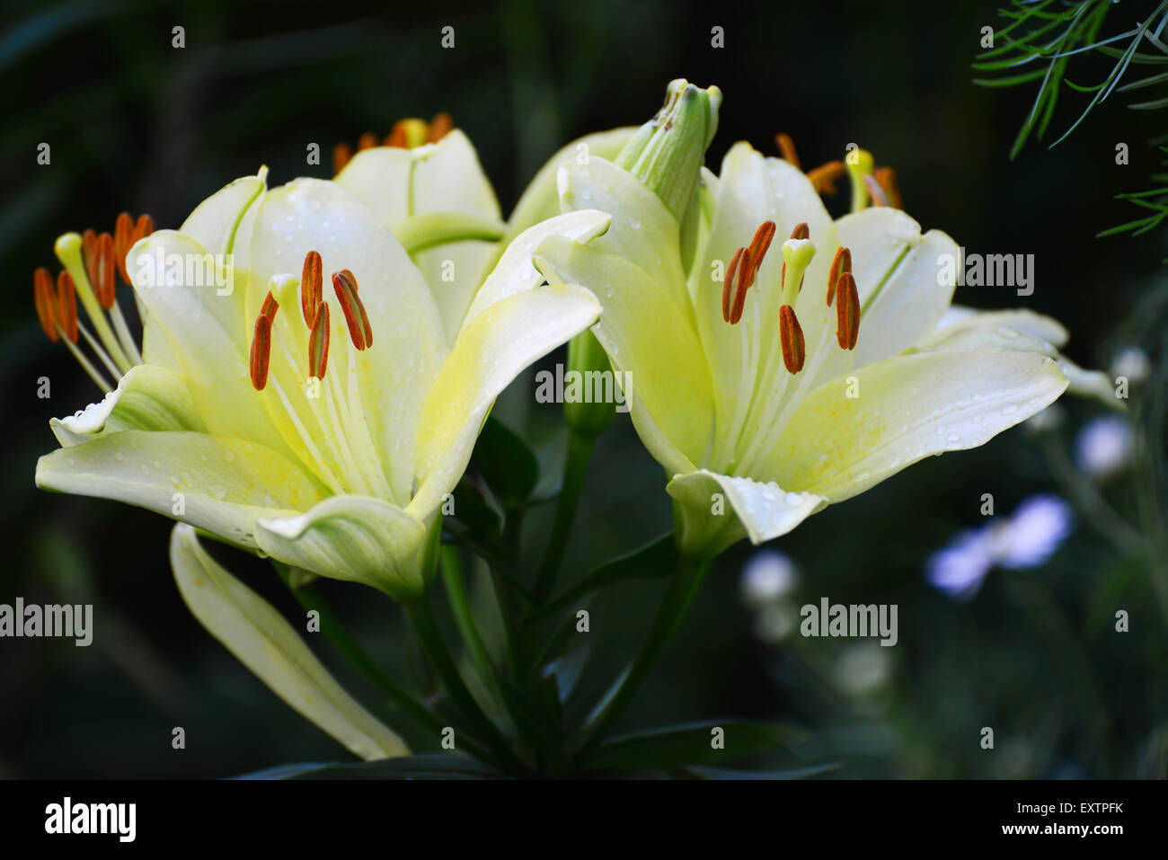 Eine schöne weiße Lilien im Garten Stockfoto