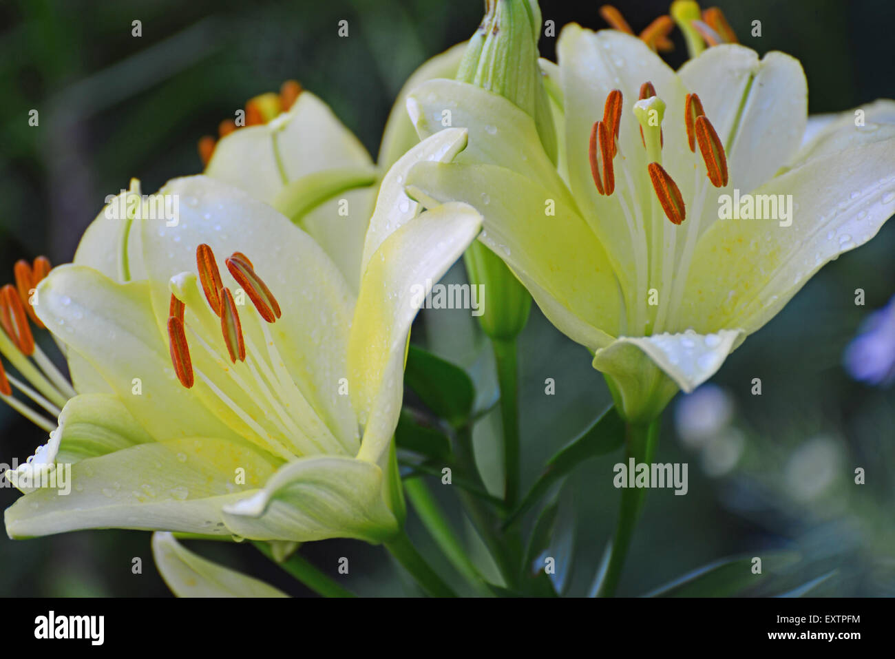 Eine schöne weiße Lilien im Garten Stockfoto