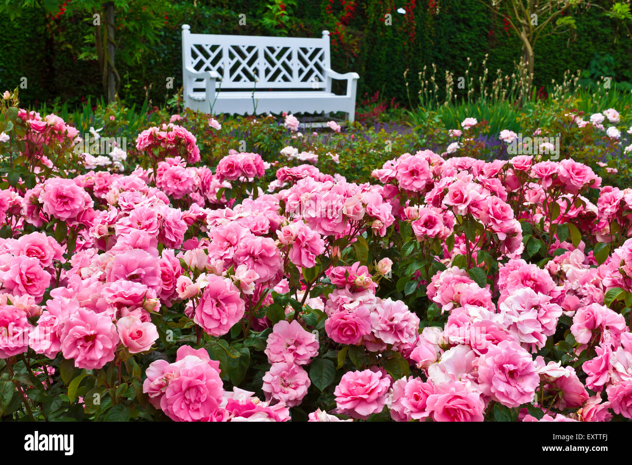 Rosa Floribunda Rosen in ein Blumenbeet hautnah. Stockfoto