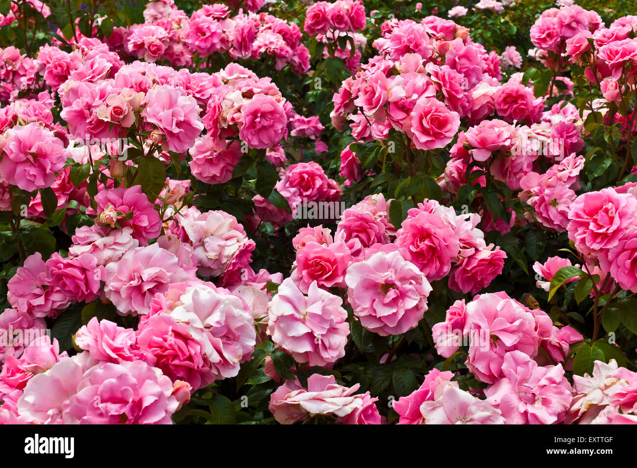 Rosa Floribunda Rosen in ein Blumenbeet hautnah. Stockfoto