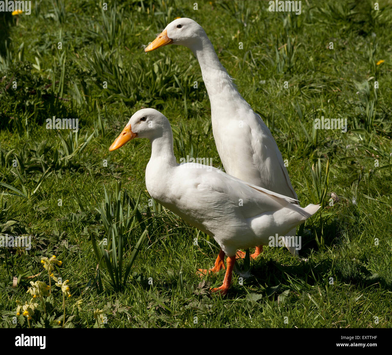 Zwei weiße Enten Indian Runner stehen auf dem Rasen mit Frühling Schlüsselblumen Stockfoto