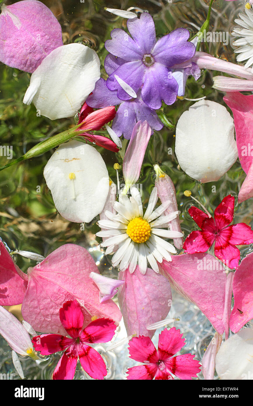 Schöne, Garten Blumen schweben im Wasser, Makro-Hintergrund Stockfoto