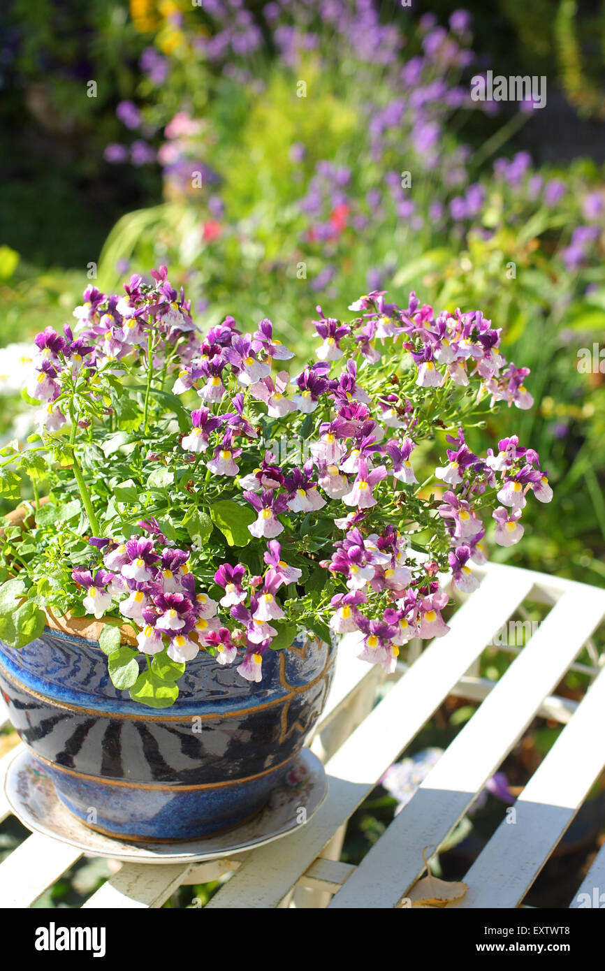 Weiße und violette Nemesia, Nemesia Violiflora, Scrophulariaceae, auf weißen Gartentisch in Keramik Blumentopf, Nahaufnahme Stockfoto