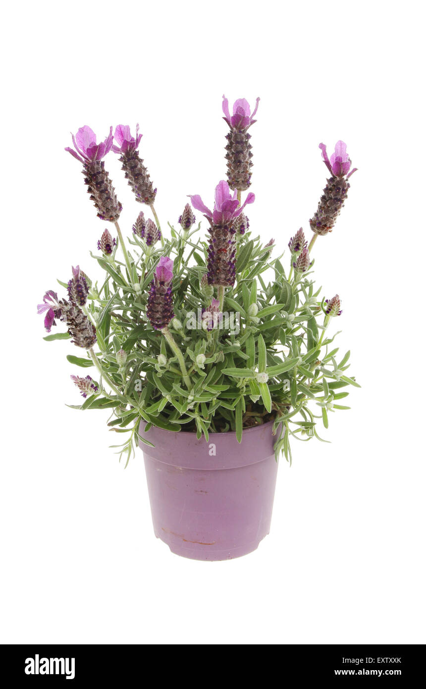 Blühender Lavendel, Lavandula, Pflanze in einen Topf isoliert gegen weiß Stockfoto