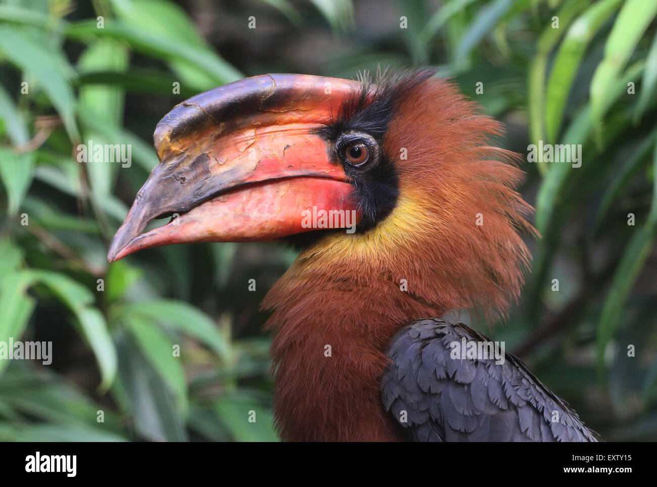 Männlicher asiatischer Rufous-Hornvogel (Buceros hydrocorax), auch bekannt als Philippinischer Hornvogel Stockfoto