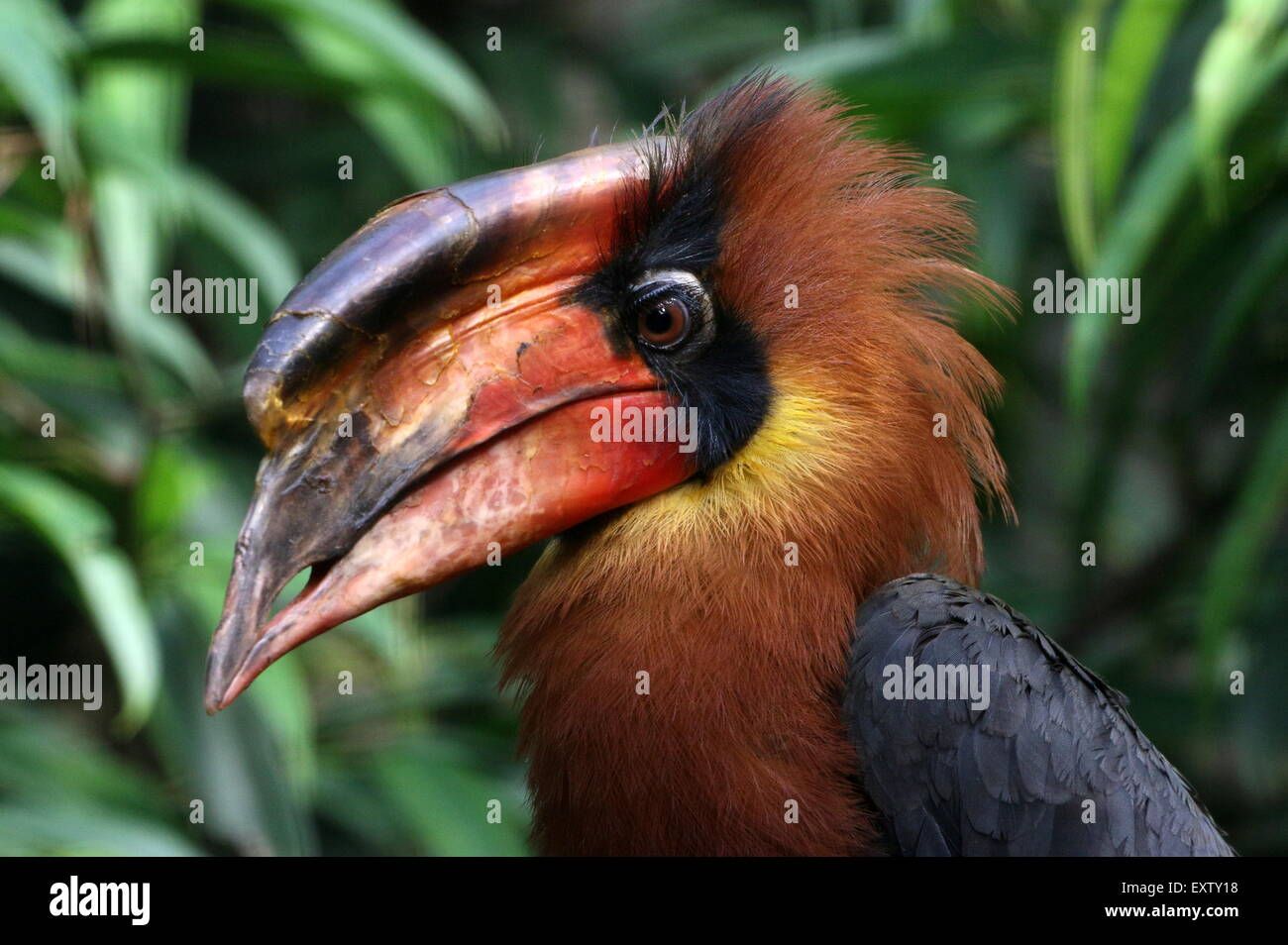 Nahaufnahme des Kopfes eines männlichen asiatischen Rufous Hornbills (Buceros hydrocorax), auch als philippinischer Hornbill bekannt Stockfoto