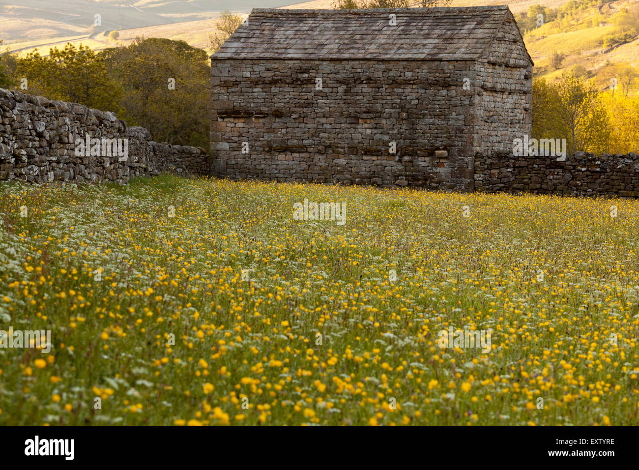 Yorkshire Dales, Heu Wiese und Scheune im Sommer. sonniger Tag. Stockfoto