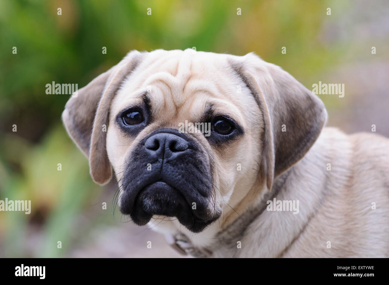 6 Monate alten Hund Puggle (Beagle und Mops Mischling Stockfotografie -  Alamy