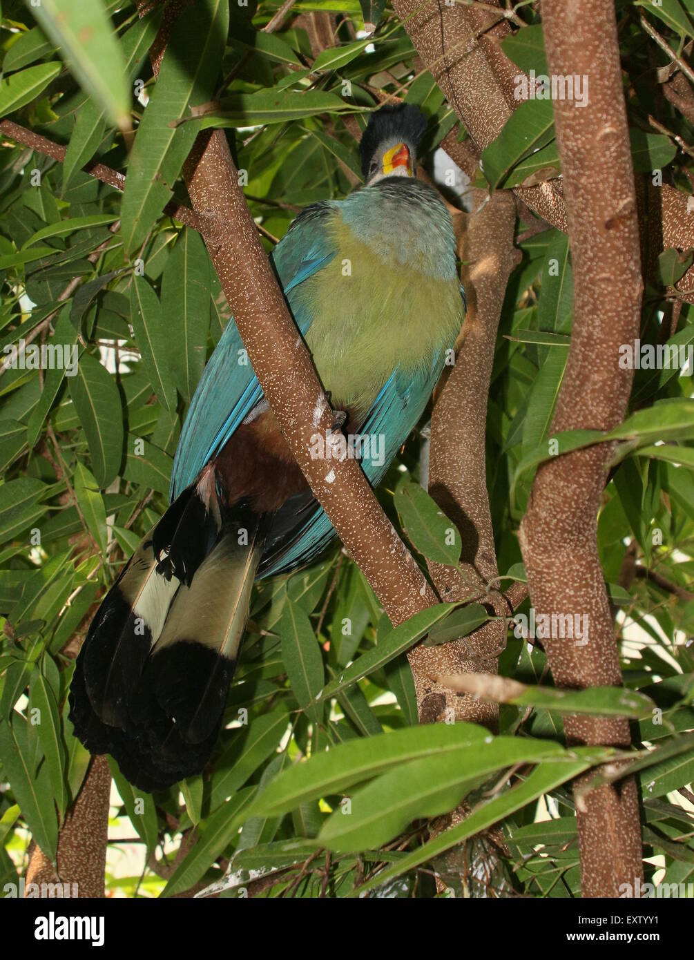 Reife zentralen afrikanischen großer blauer Turaco (Corythaeola Cristata) hoch oben in einem Baum Stockfoto