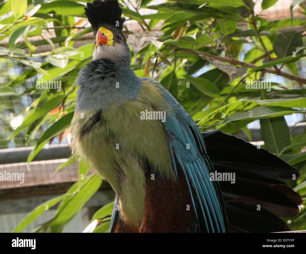 Zentralen afrikanischen großer blauer Turaco (Corythaeola Cristata) Stockfoto