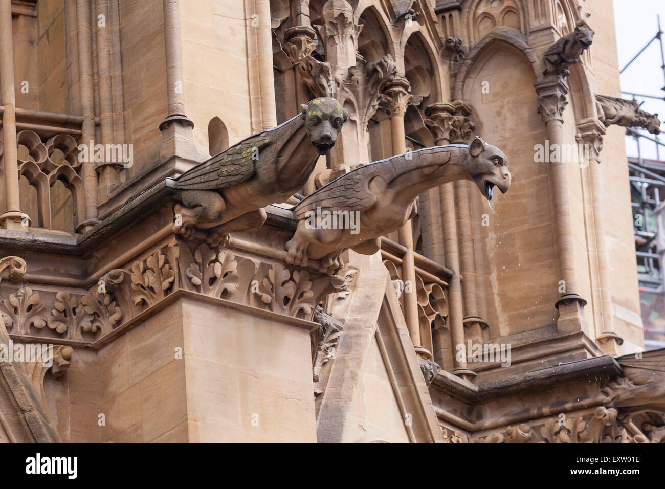 Wasserspeier gießt Wasser in der Kathedrale von Metz, Metz, Lothringen, Frankreich Stockfoto