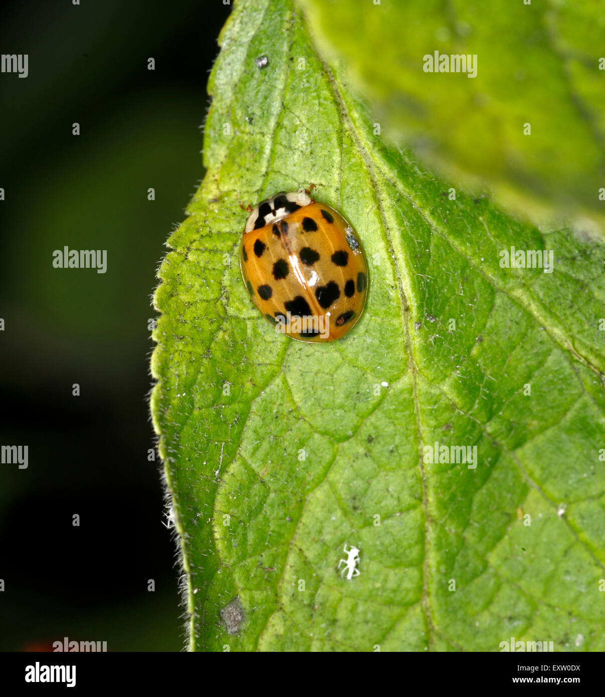 Orange 10-Punkt-Marienkäfer Stockfoto