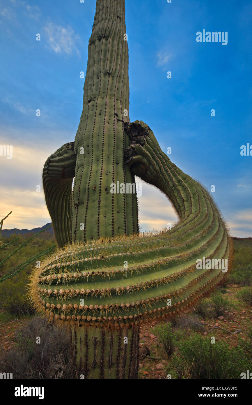 Saguaro Kaktus Carnegiea Gigantea, im Organ Pipe National Monument, Arizona, USA Stockfoto