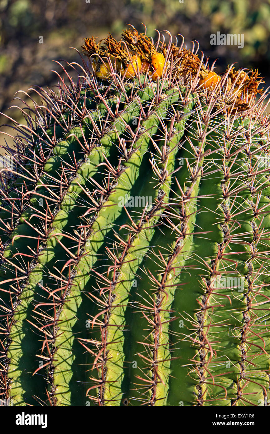 Frucht der Kompass Barrel Cactus (Ferocactus Cylindraceus), Saguaro National Park, Tucson, Arizona, USA Stockfoto