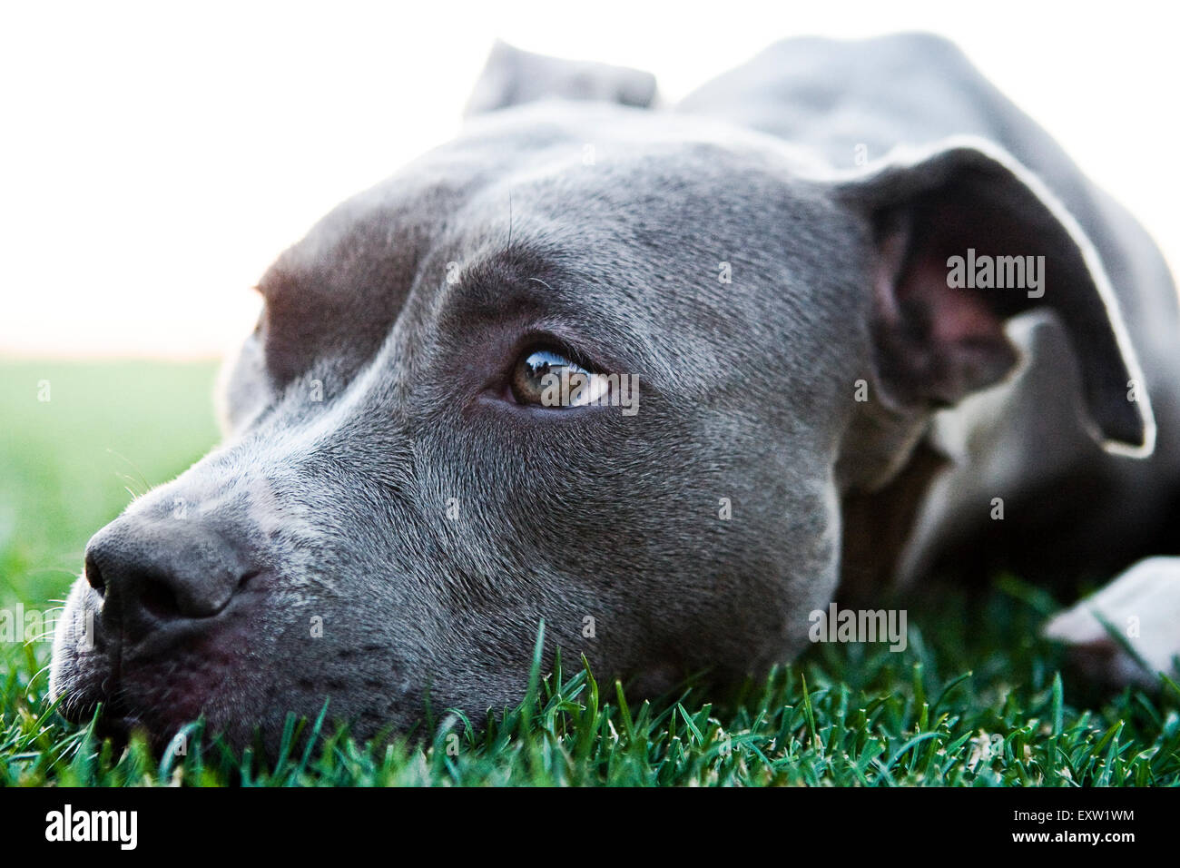 Nahaufnahme, Porträt wunderschöne Blue Pitbull Verlegung unten Kopf in Rasen Stockfoto