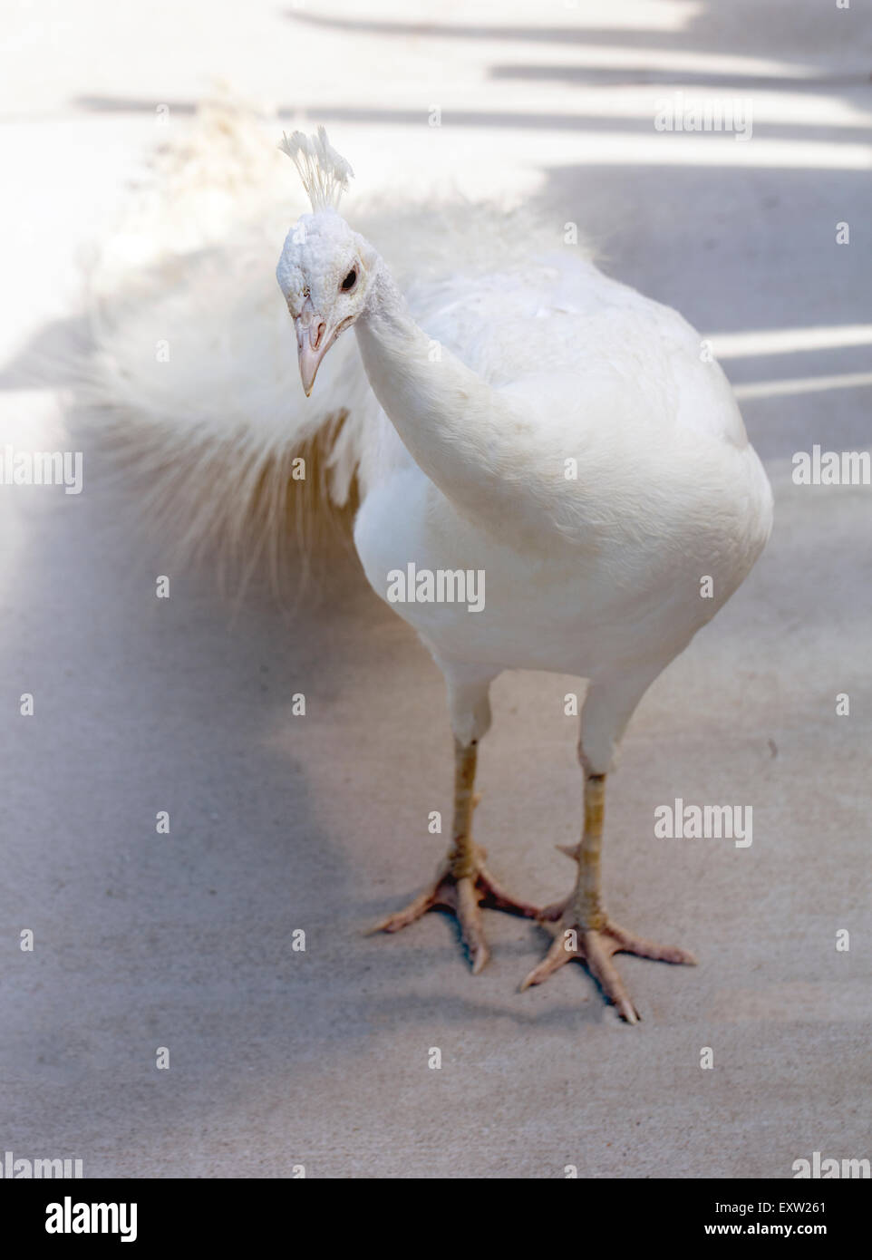 Weißer Pfau zu Fuß auf einem Bürgersteig in einer Wohngegend in Carlsbad, Kalifornien Stockfoto