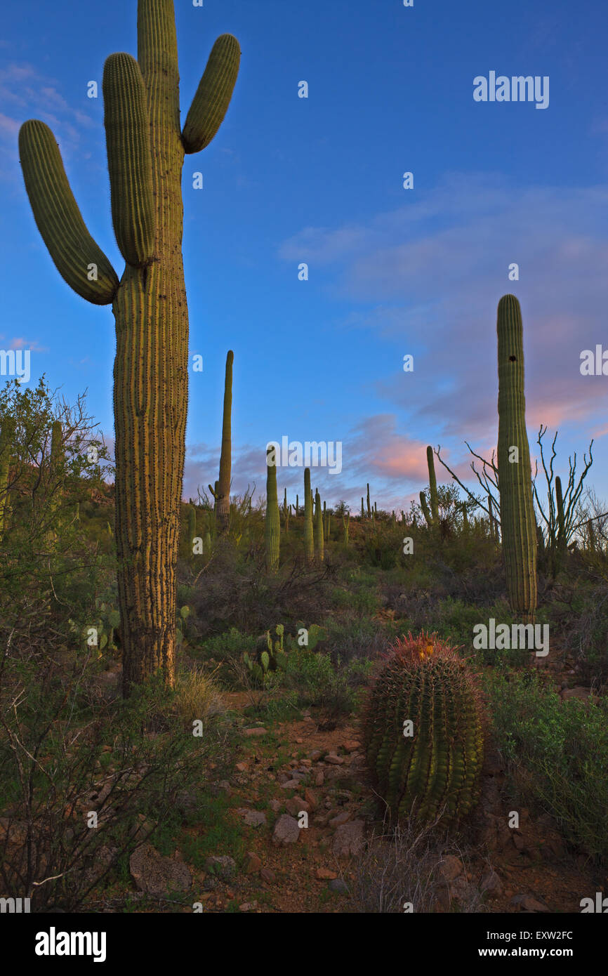 Kompass-Barrel Cactus Ferocactus Cylindraceus, Saguaro National Park West, Saguaro National Park, Arizona, USA Stockfoto