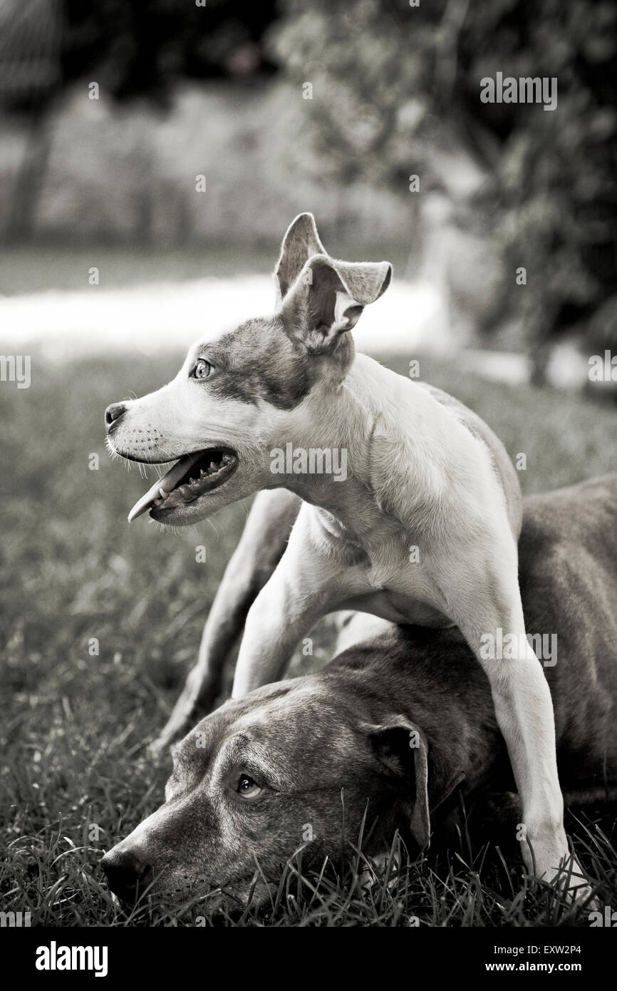 Senior Hund Festlegung zeigt Zurückhaltung als stehende Welpe seinen Kopf überspannt Stockfoto